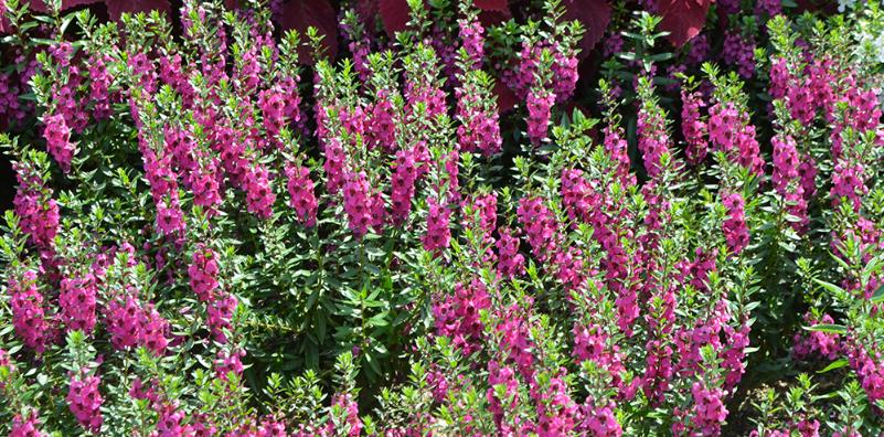 Add Color with Low-Maintenance Flowering Shrubs Add Color with Low-Maintenance Flowering Shrubs