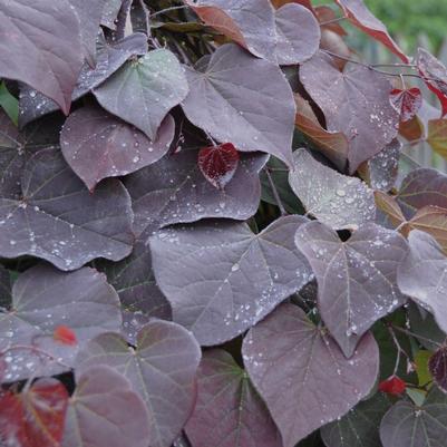 Cercis canadensis 'Ruby Falls' PP22097 