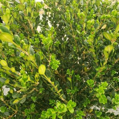 Buxus microphylla var. japonica Wintergreen