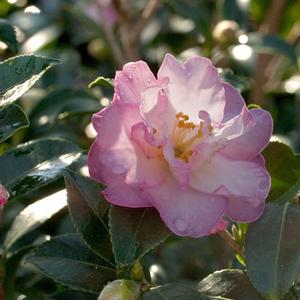 Camellia sasanqua October Magic® Orchid