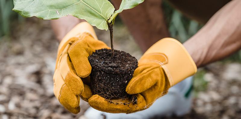 Fall is a Great Time to Plant. Small plant being held by two gloved hands.