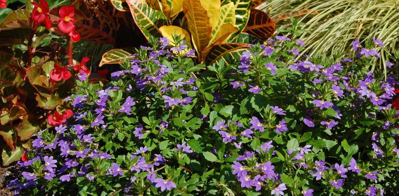 Add Color with Low-Maintenance Flowering Shrubs