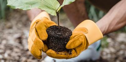 Fall is a Great Time to Plant. Small plant being held by two gloved hands.