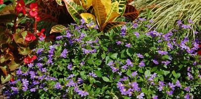 Add Color with Low-Maintenance Flowering Shrubs