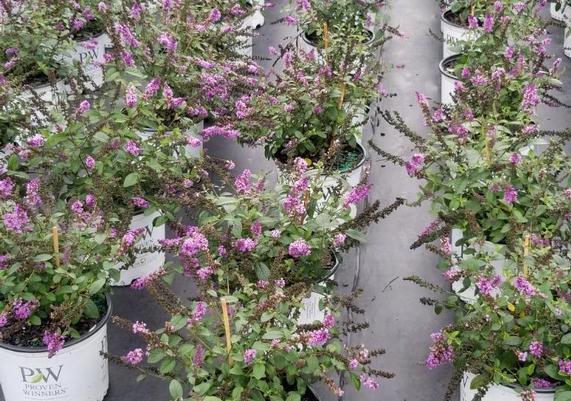 Blue Chip Jr. Butterfly Bush
