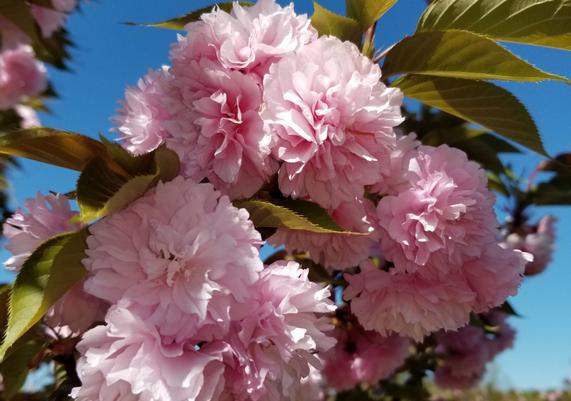 Kwanzan Cherry
