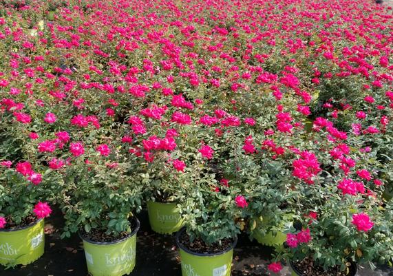 Red KnockoutÂ® Roses