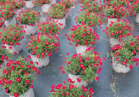 DriftÂ® Roses