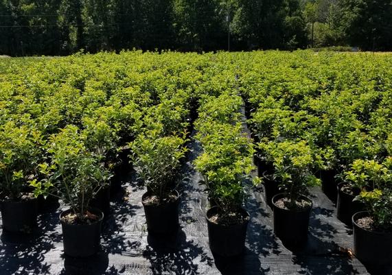 Fortune's Osmanthus