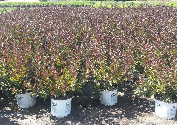 Wine & Roses Weigela