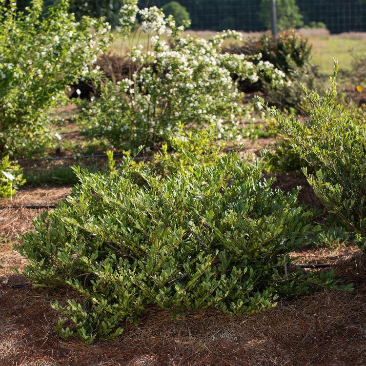 Distylium 'Vintage Jade' - Distylium from Gilmore Plants