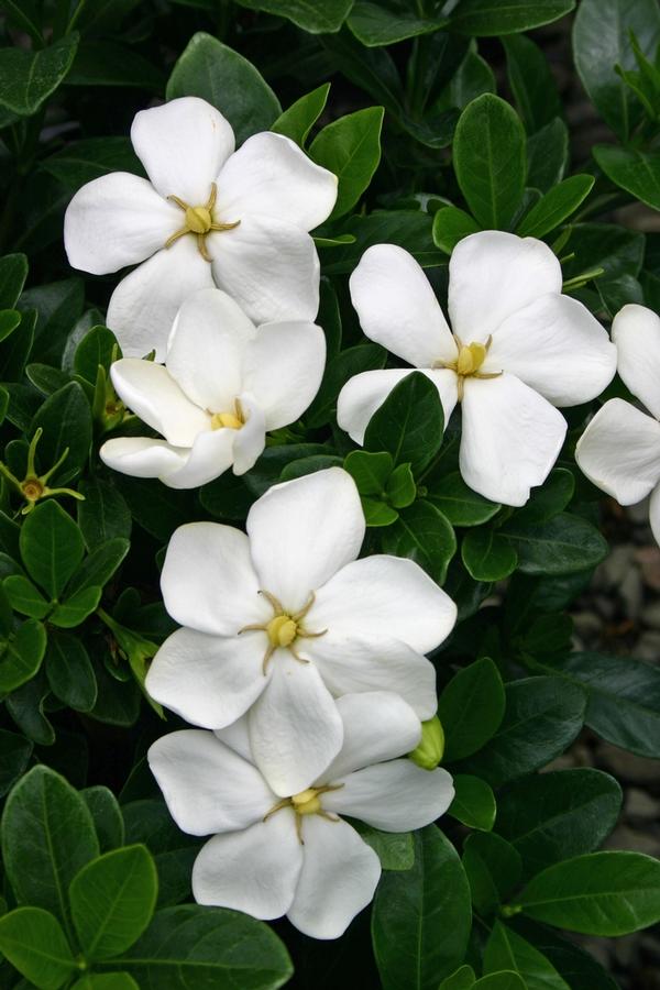 Gardenia jasminoides 'Kleim's Hardy' - Gardenia from Gilmore Plants