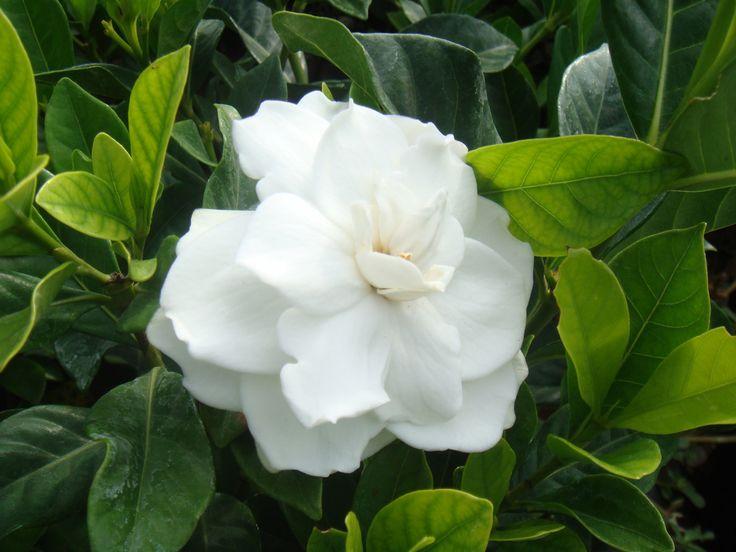 Gardenia jasminoides 'Radicans' - Gardenia from Gilmore Plants