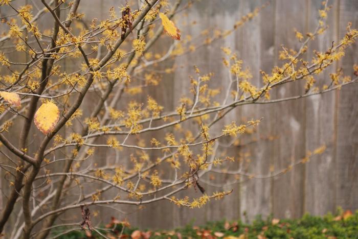 Hamamelis virginiana 