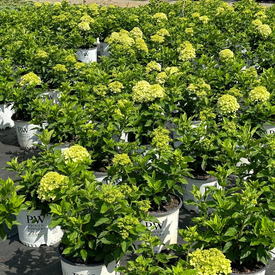 Hydrangea paniculata 'Little Lime®' - Panicle Hydrangea from Gilmore Plants