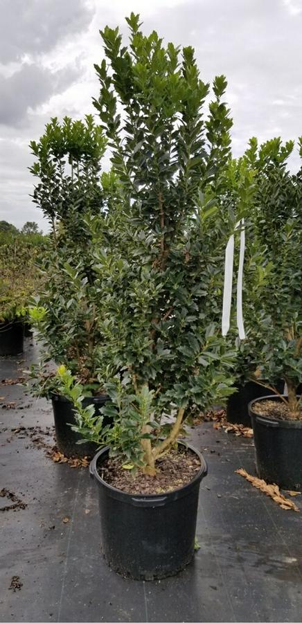 Ilex 'Oak Leaf™' - Red Holly from Gilmore Plants