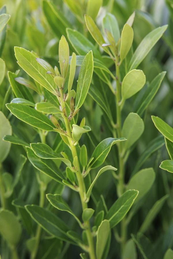Ilex glabra 'Shamrock' - Inkberry from Gilmore Plants