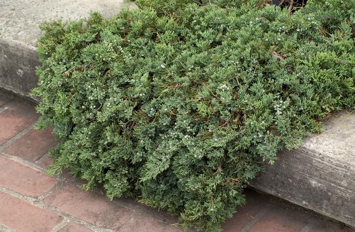 Juniperus horizontalis 'Wiltonii' Blue Rug Juniper