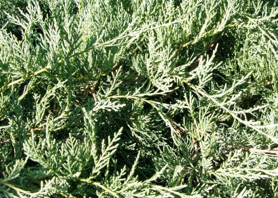 Juniperus virginiana 'Grey Owl' - Juniper from Gilmore Plants