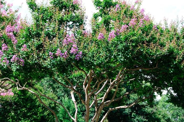 Lagerstroemia indica 'Catawba'