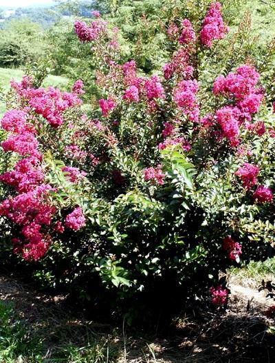 Lagerstroemia indica 'Dynamite'