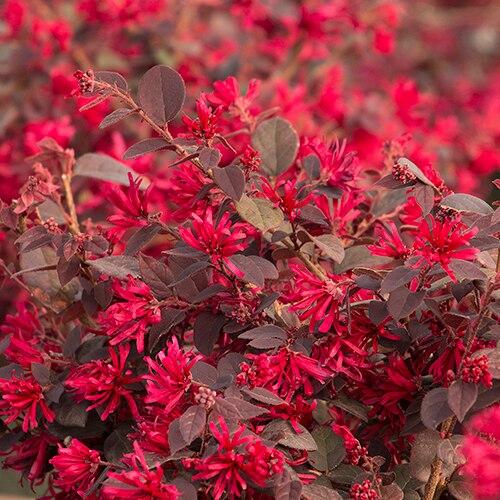 Loropetalum chinense 'Ever Red®' - Fringe Flower from Gilmore Plants