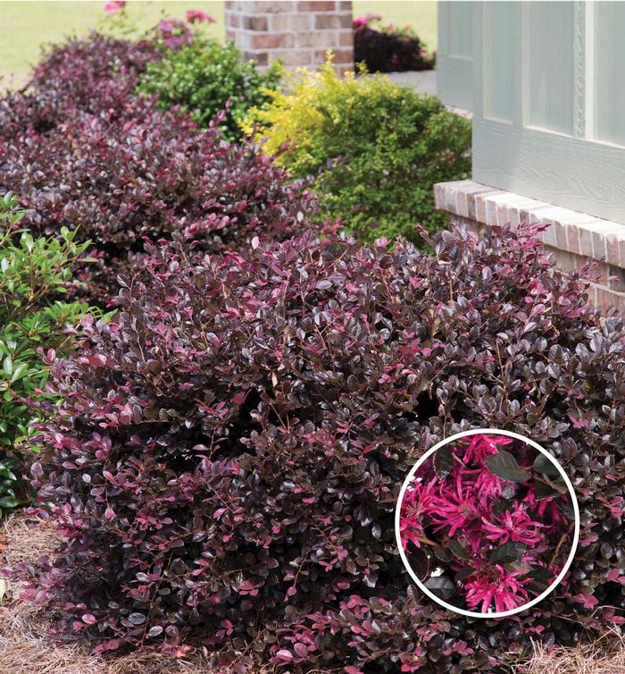 Loropetalum chinense Purple Diamond®