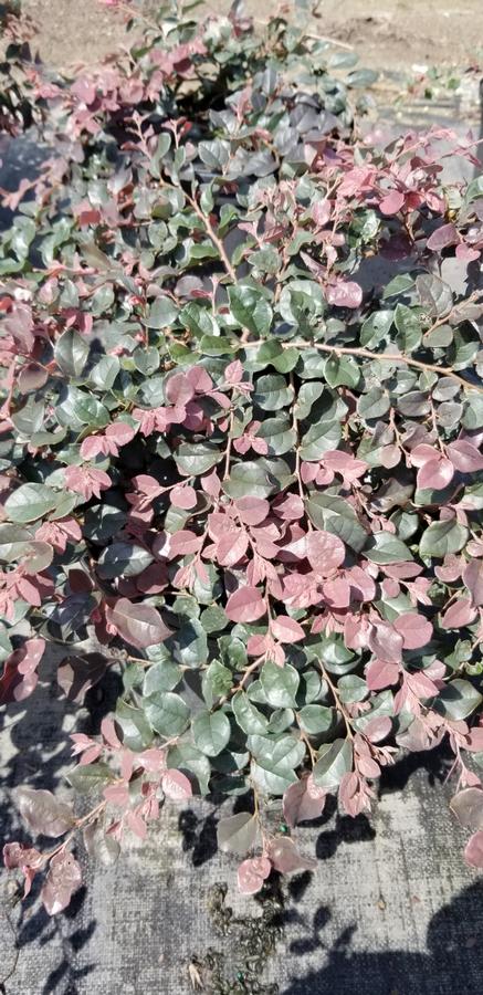 Loropetalum chinense 'Ruby' - Chinese Fringe Flower from Gilmore Plants