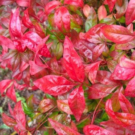 Nandina domestica Firepower