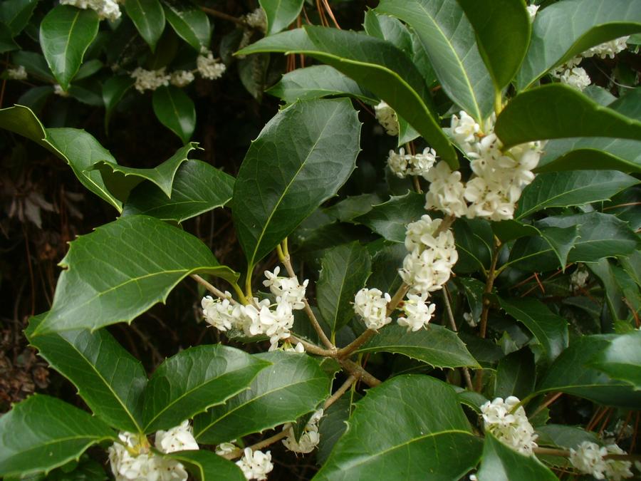 Osmanthus x fortunei - Sweet Olive from Gilmore Plants
