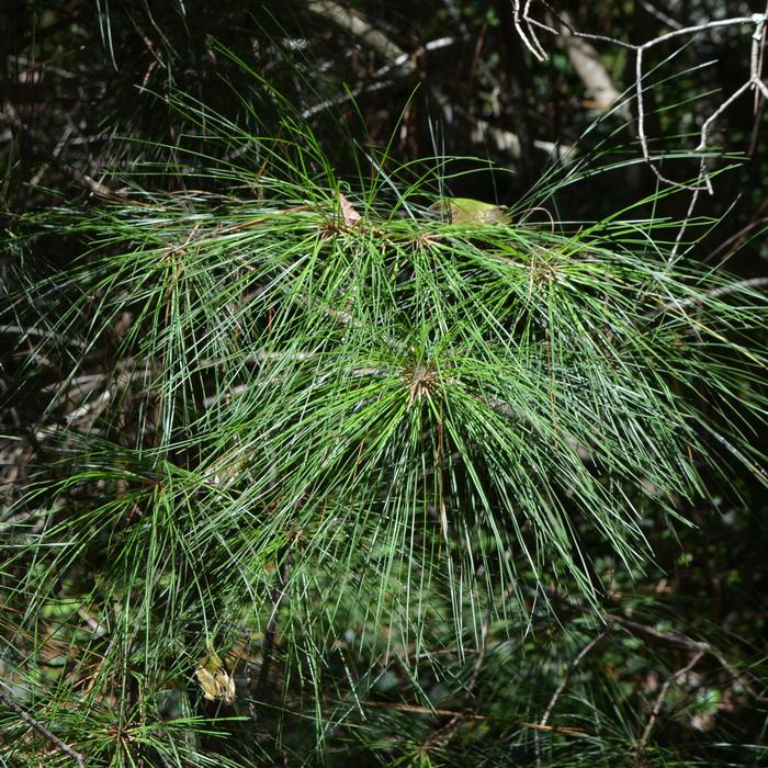 Pinus palustris 