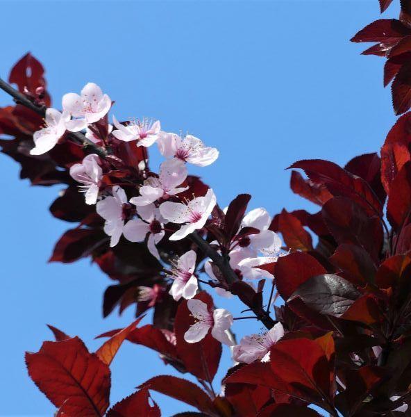 Prunus cerasifera 'Thundercloud' - Cherry Plum from Gilmore Plants
