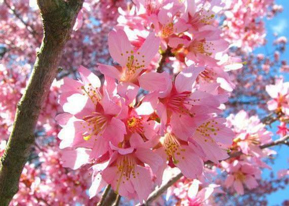 Prunus x incamp 'Okame' - Okame Cherry from Gilmore Plants
