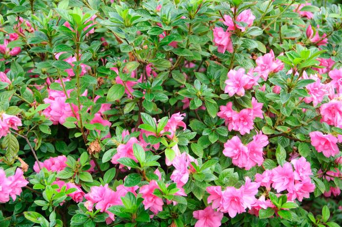 Rhododendron 'Roblec' Autumn Carnation® Encore® Azalea