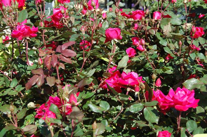 Rosa 'Radtkopink' PP18507 The Pink Double Knock Out® Rose