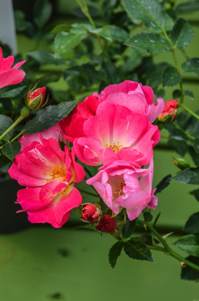 Rosa 'Meijocos' PP18874 Pink Drift® Rose