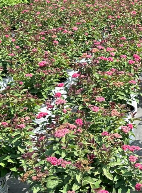 Spiraea Double Play Doozie® - Spirea from Gilmore Plants