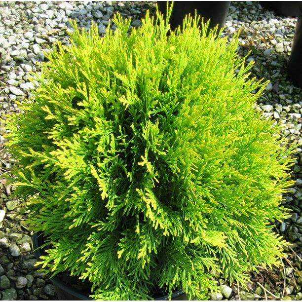 Thuja occidentalis 'Golden Globe (Aurea)' - Arborvitae from Gilmore Plants