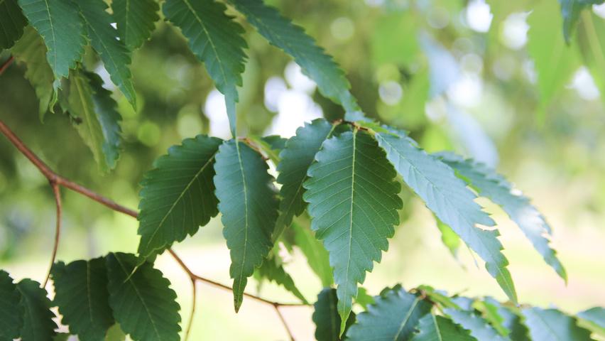 Zelkova serrata 'Village Green' - Japanese Zelkova from Gilmore Plants