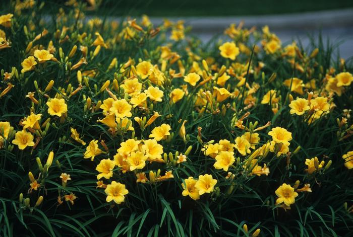 Hemerocallis Stella d' Oro