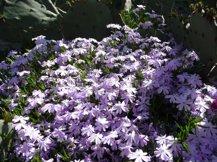 Phlox subulata Emerald Blue