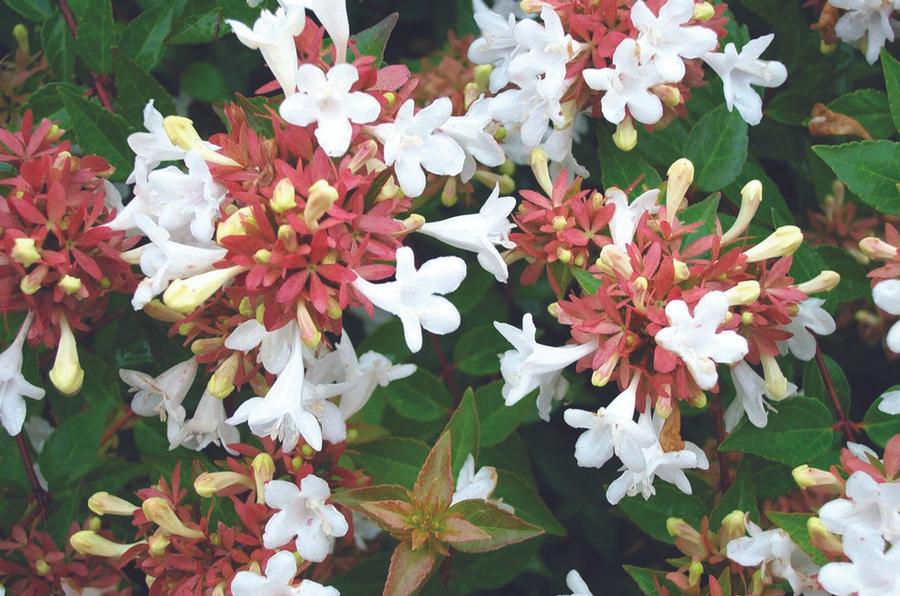 Abelia 'Little Richard' - Abelia from Gilmore Plants