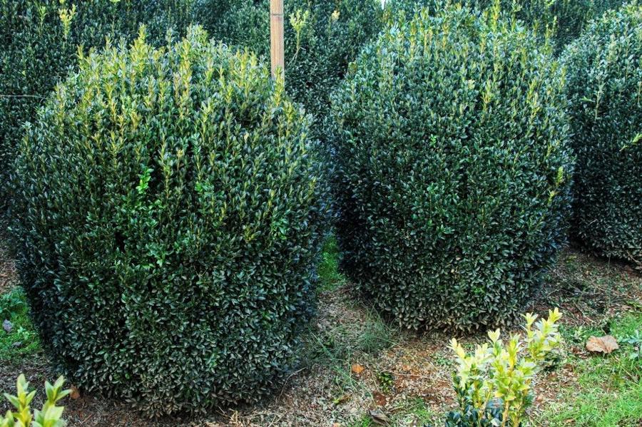 Buxus 'sempervirens' - American Boxwood from Gilmore Plants