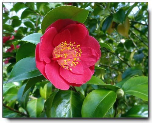 Camellia japonica 'Greensboro Red' - Greensboro Red Camellia from Gilmore Plants