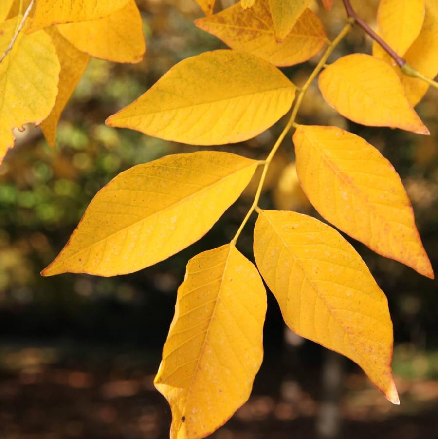 Cladrastis Kentukea - American Yellowwood from Gilmore Plants