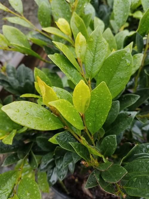 Distylium 'PIIDIST-I' - Emerald Heights® Distylium (PP24410) from Gilmore Plants