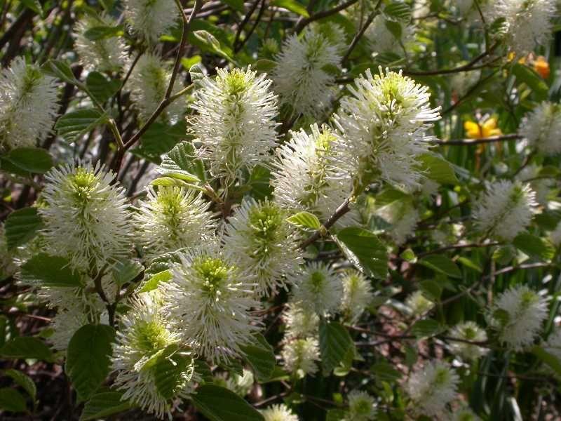 Fothergilla major 'Mt. Airy' - Mt. Airy Fothergilla from Gilmore Plants