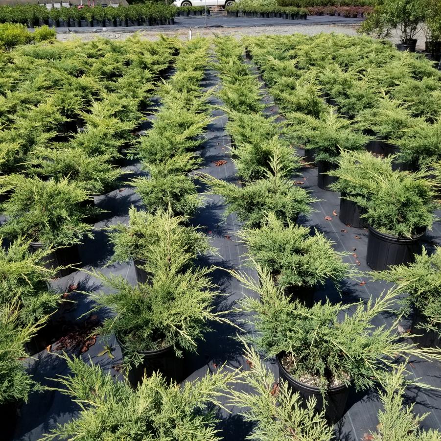 Juniperus chinensis 'Gold Lace' (PP8202) - Gold Lace Juniper from Gilmore Plants