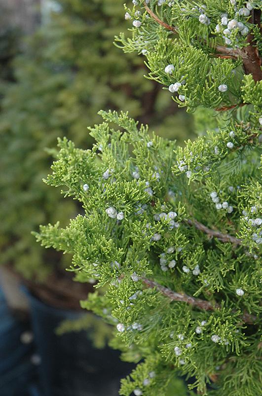 Juniperus chinensis 'Torulosa' - Hollywood Juniper from Gilmore Plants