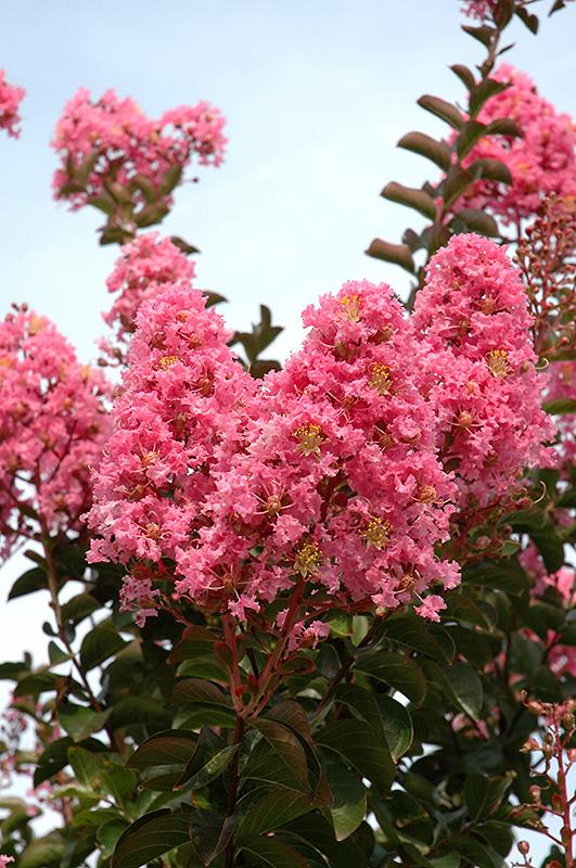 Lagerstroemia indica x fauriei 'Sioux' - (Crapemyrtle) from Gilmore Plants
